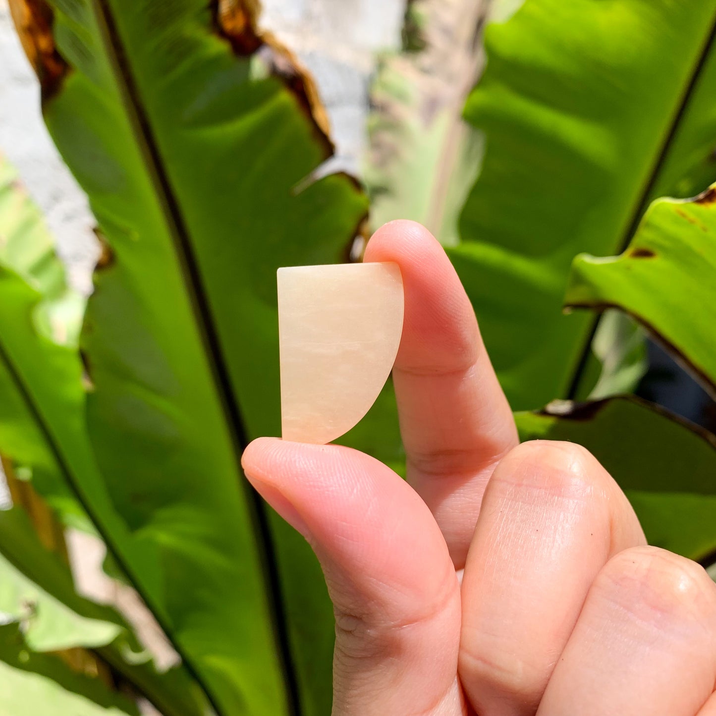 
                  
                    Cuerno de Amazonita Beige 27x18 mm
                  
                